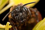 Wet Andrena nigroaenea Bee