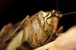 Common scorpionfly (Panorpa communis) female