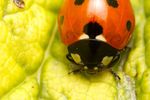 Seven-spotted ladybird Coccinella septempunctata