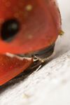 Seven spot ladybird (Coccinella septempunctata) mating