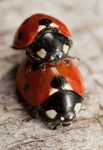 Seven spot ladybird (Coccinella septempunctata) mating