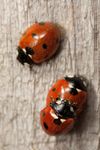 Seven spot ladybird Coccinella septempunctata