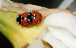 Seven-spotted ladybird Coccinella septempunctata