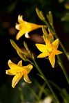 Yellow Day-lily flowers
