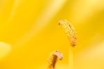 Stamens of a Yellow Day-lily flower