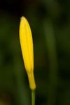 Yellow Day-lily flower bud