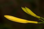 Yellow Day-lily flower buds