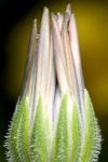 Osteospermum ecklonis flower bud