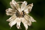 Receptacle of spent Osteospermum ecklonis flower