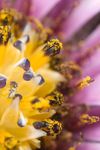 Osteospermum ecklonis flower