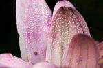 Osteospermum ecklonis flower petals