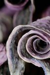 Curled Osteospermum ecklonis flower petals