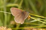 Ringlet (Aphantopus hyperantus) butterfly
