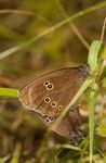 Ringlet (Aphantopus hyperantus) butterflies mating