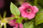 Red jasmine (Jasminum beesianum) flower