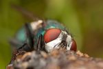Green-bottle fly (Lucilia sp.)