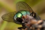 Green-bottle fly (Lucilia sp.) abdomen