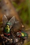 Green-bottle flies (Lucilia sp.)