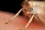 Garden Grass-veneer moth (Chrysoteuchia culmella)