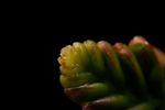 Crocosmia flower spike tip