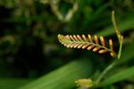Buds on Crocosmia flower spike