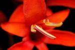 Red Crocosmia flower
