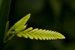 Budding Crocosmia flower spike