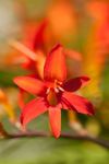 Crocosmia flower