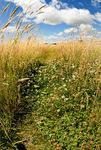 Footpath through Hay field