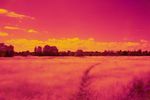 Photo of field near Market Harborough taken with the Nikon D200 and the Hitech 85 Infrared filter, camera settings f/8 5s