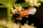 Arge ochropus (Large Rose Sawfly)