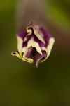 Petunia x Hybrida 'Frost' purple flower bud