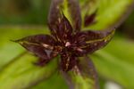 Phlox paniculata 'Bright Eyes' flower buds