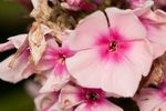 Phlox paniculata 'Bright Eyes' flowers