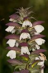 Spine acanthus (Acanthus spinosus)