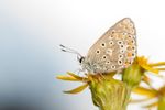 Common Blue butterfly - Polyommatus icarus (Female)