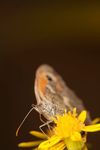 Gatekeeper butterfly (Pyronia tithonus)