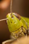 Female Meadow grasshopper (Chorthippus parallelus parallelus)