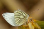 Male Green-veined White butterfly (Pieris napi)