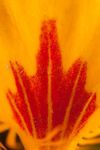 Nasturtium 'Tom Thumb' yellow flower macro