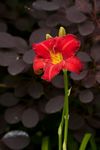 Red Hemerocallis flower