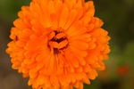 Orange Calendula flower