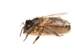 Wet European honey bee (Apis mellifera)