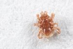 Underside of mite from Aphodius rufipes