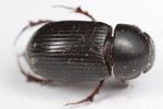 Dead Aphodius rufipes beetle