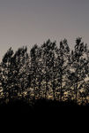 Tree silhouettes at twilight
