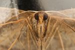 Blood-vein moth (Timandra comae)