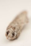 Mummified moth