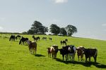 Bulls in field, Withcote Hall Stud