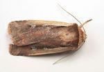 Flame Shoulder moth (Ochropleura plecta)
